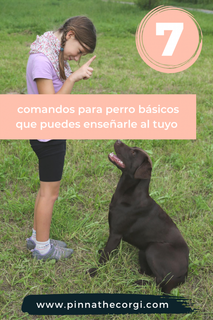 Aprende a educar a tu perro tu mismo, con 7 comandos básicos y adiestramiento positivo