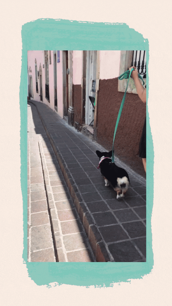 perro caminando por las calles pinnathecorgi