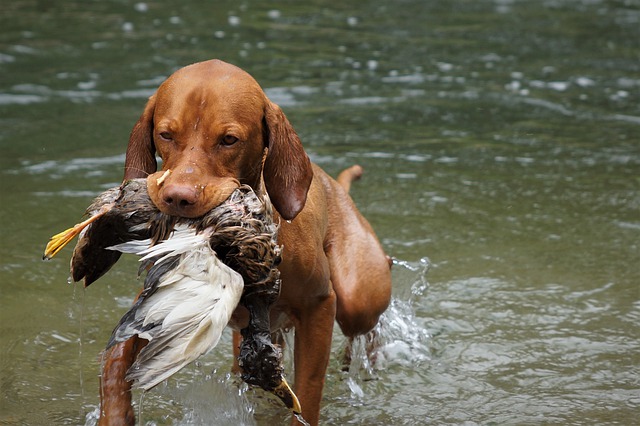 perro grande saliendo de lago con pato en hocio