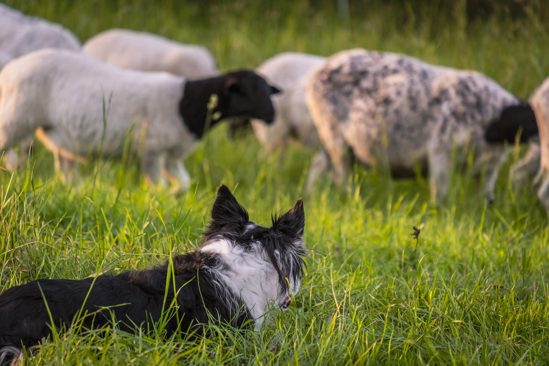 perro pastor en campo con ovejas