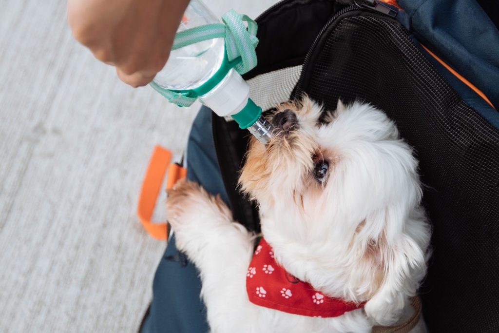 perro tomando agua de botella