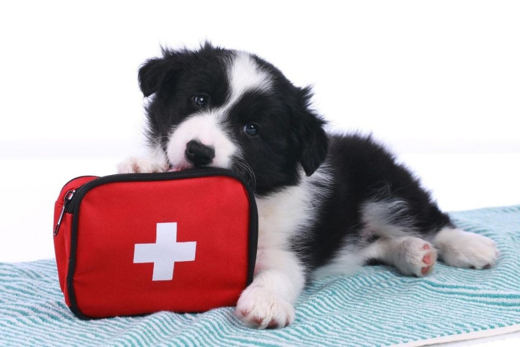 perro con botiquin de primeros auxilios