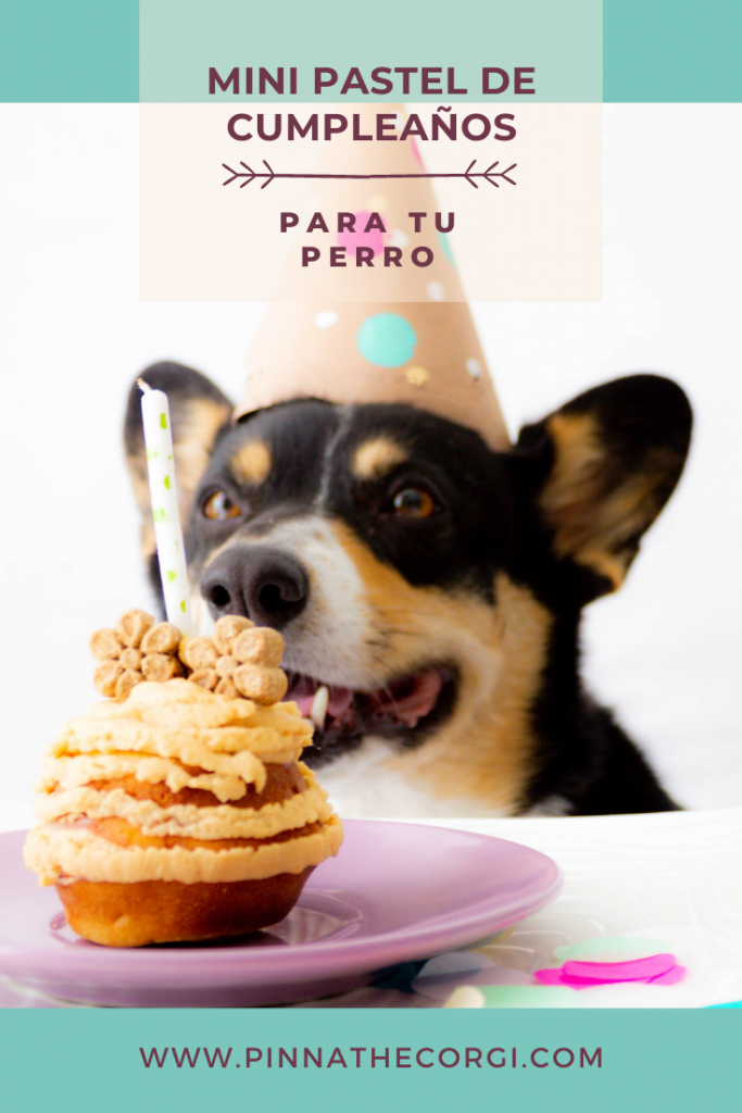 Receta mini pastel de cumpleaños para tu perro - Pinna the corgi