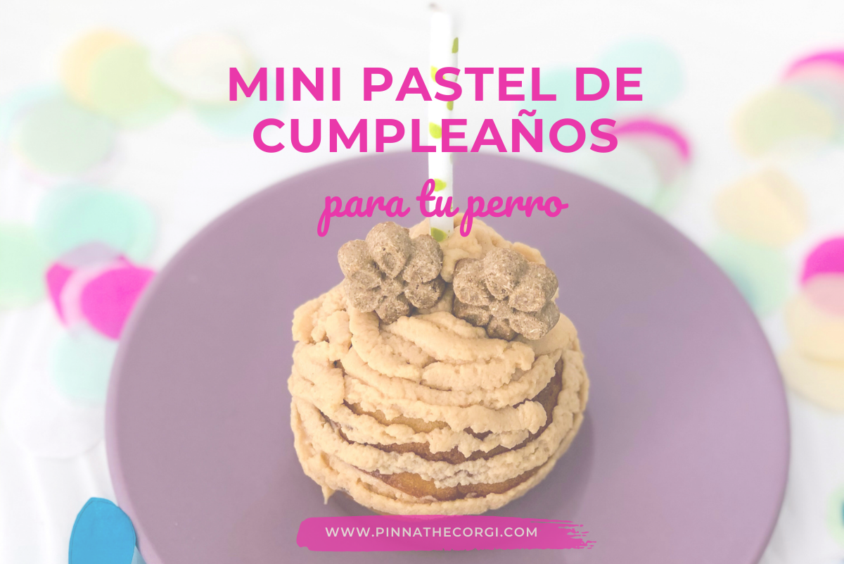 Receta mini pastel de cumpleaños perro - Pinna the corgi