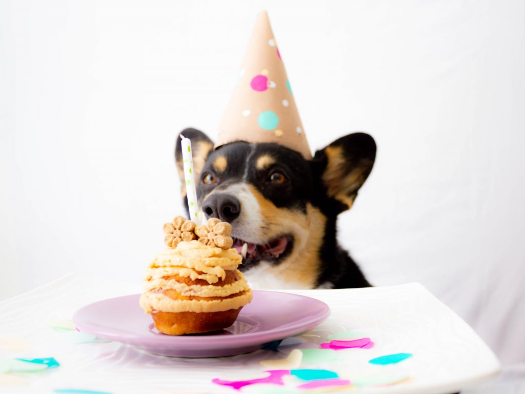Receta mini pastel de cumpleaños para tu perro - Pinna the corgi