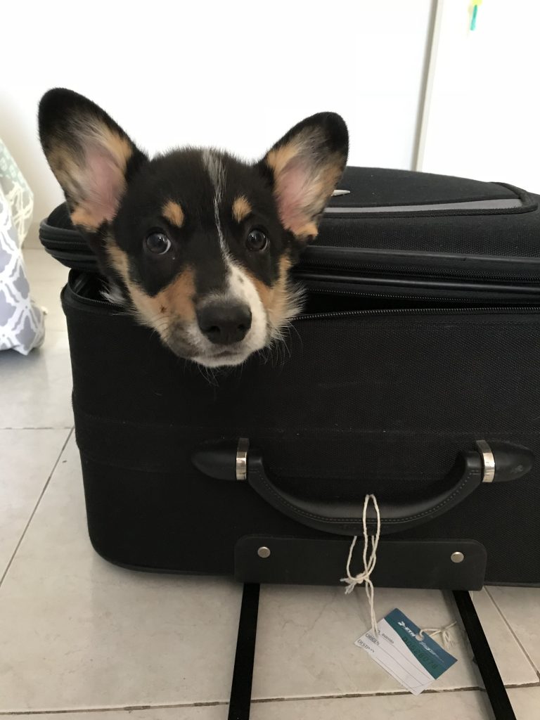 Cachorro corgi dentro de maleta de viaje negra cerrada con etiqueta de vuelo Pinnathecorgi