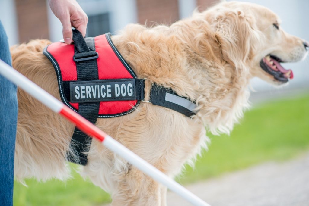 Perro golden retriever con chaleco rojo de service dog junto con persona invidente con baston