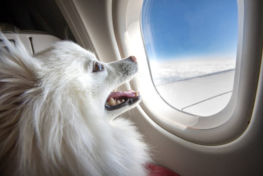 Perro pequeño viajando en avion viendo por ventana el cielo