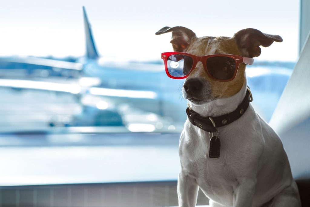 Perro pequeño con lentes sentado en sillas de aeropuerto con aviones parados en el fondo