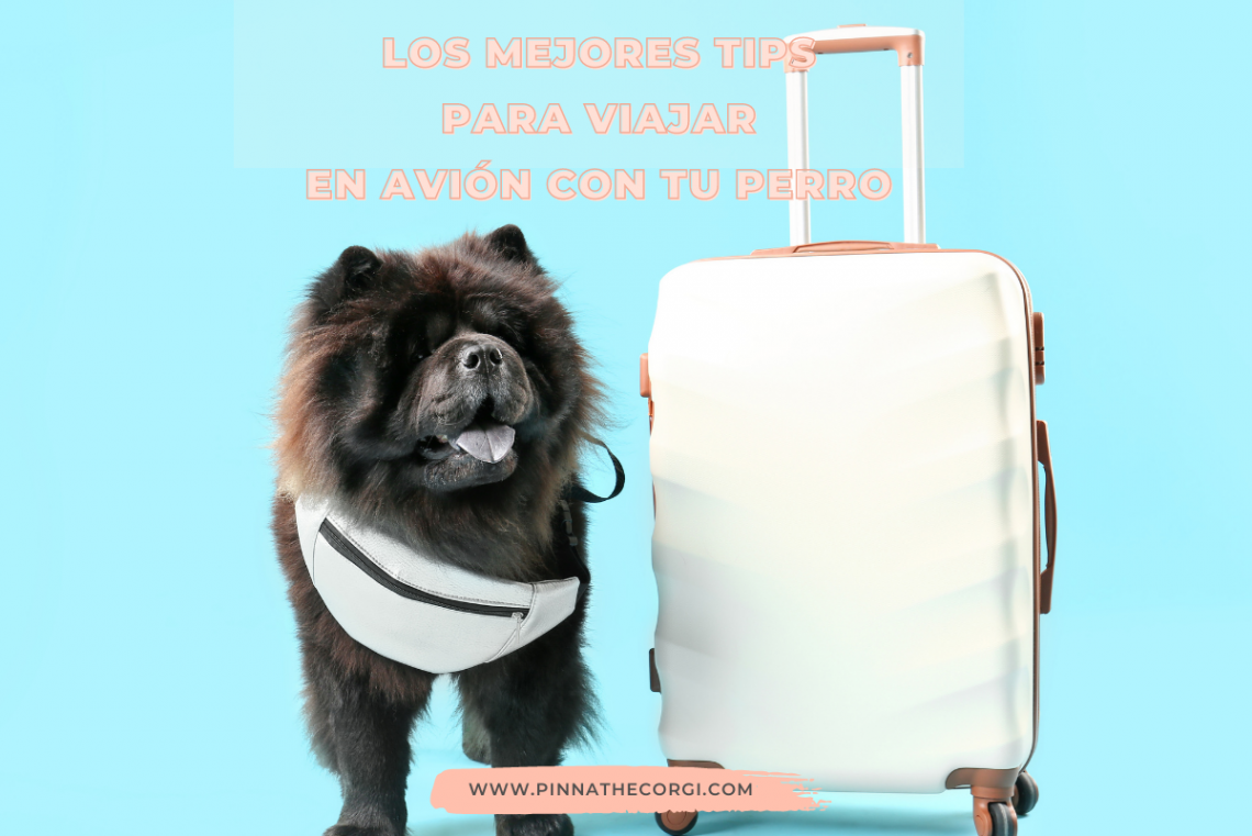 los mejores tips para viajar en avión con tu perro Pinnathecorgi