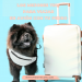 los mejores tips para viajar en avión con tu perro Pinnathecorgi