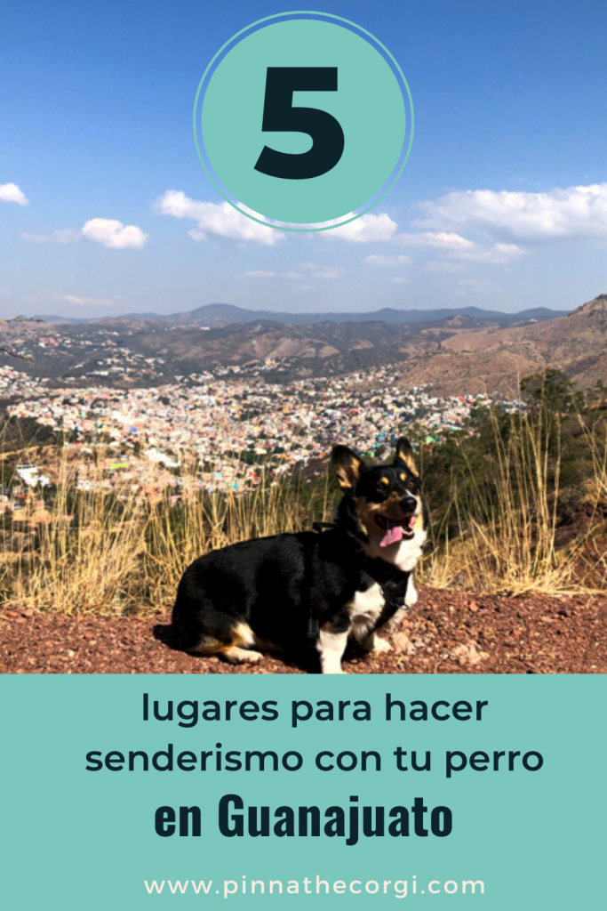 5 lugares para hacer senderismo con tu perro en Guanajuato Pinnathecorgi
