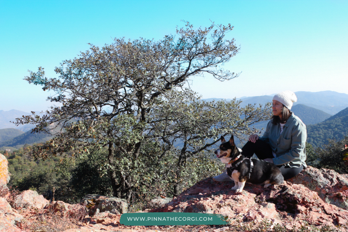 5 lugares para hacer senderismo con tu perro en Guanajuato - Pinna the corgi