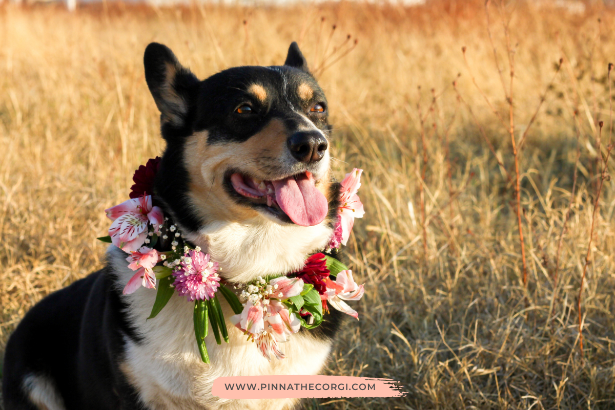 Cómo hacer una corona de flores para perro - Pinna the corgi