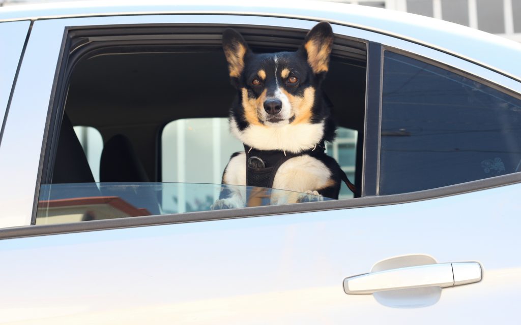 5 Consejos para viajar en coche con tu perro - Pinna the corgi