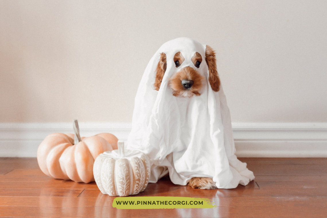 Disfraces de Halloween para perro