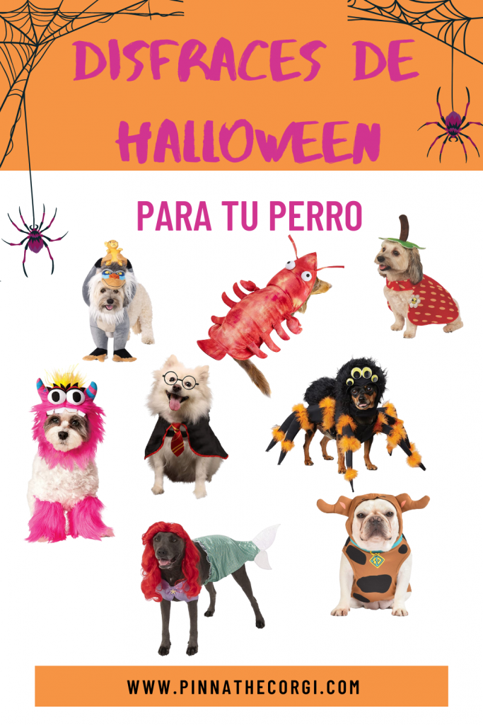 Reflexión toxicidad argumento Disfraces de Halloween para tu perro - Pinna the corgi